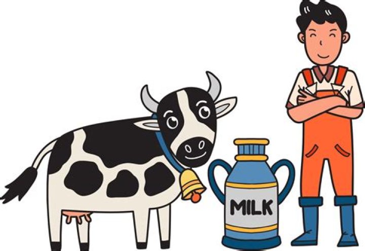 Do Wagyu cows give milk?