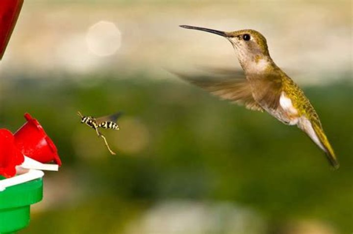Do wasps sting hummingbirds?