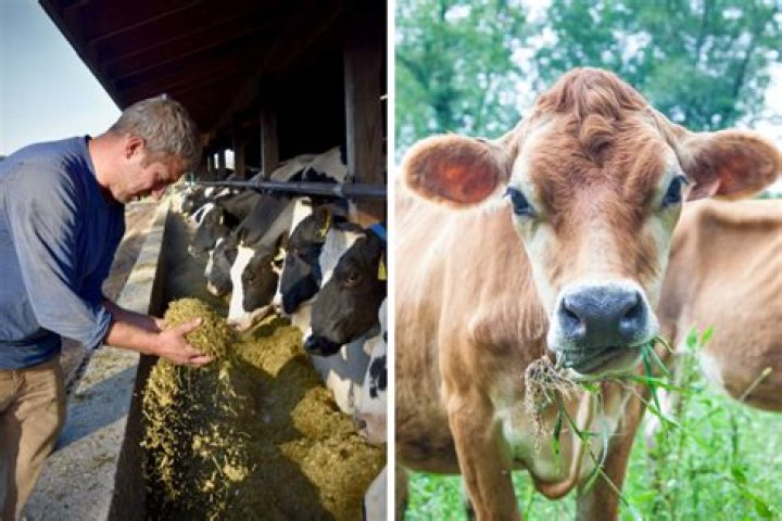Do we eat heifers?