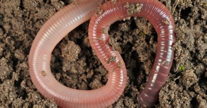 Do worms have teeth?