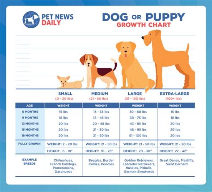 Does a puppy's paw size determine size?