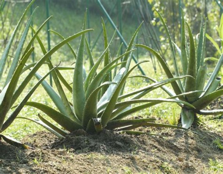 Does aloe vera need direct sunlight?
