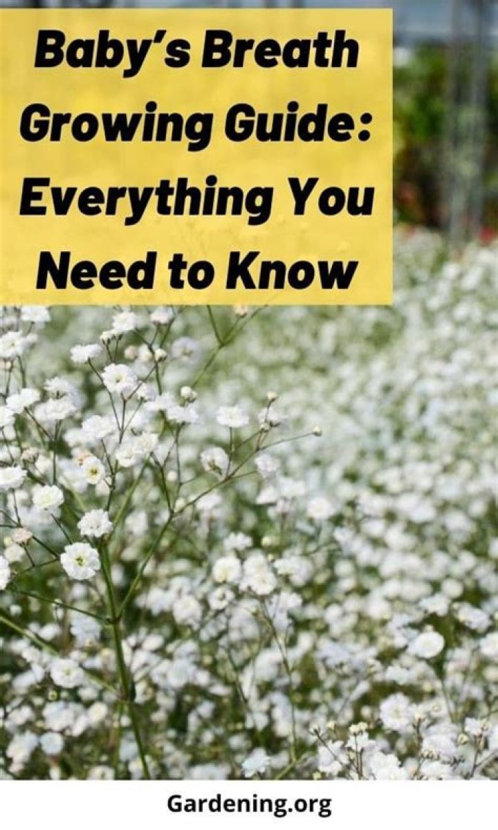 Does baby's breath bloom all summer?