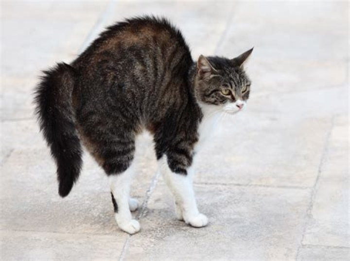 Does clapping scare cats?