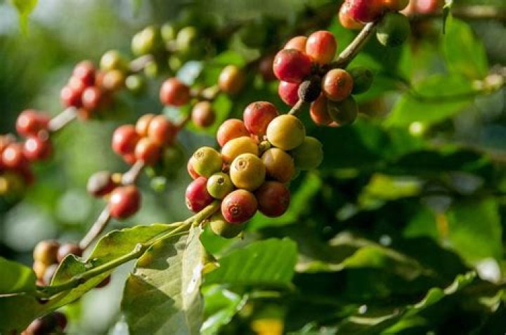 Does coffee grow on trees?