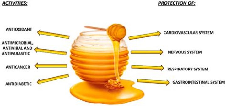 Does honey contain poop?