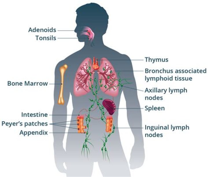 Does immune system cause a cough?