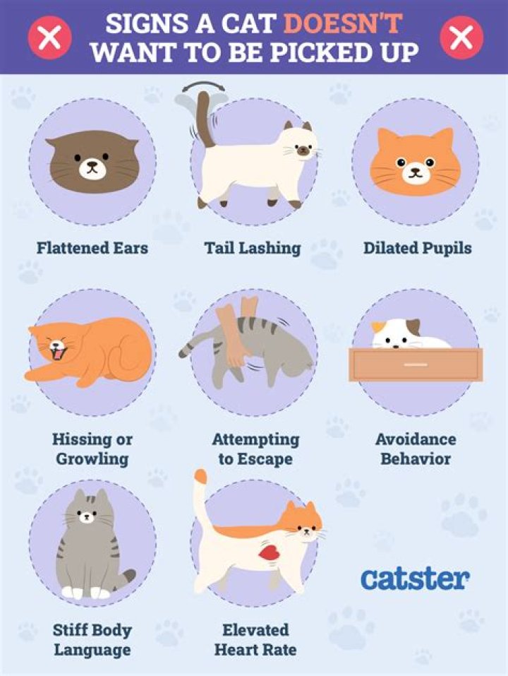 Does it hurt cats to purr?