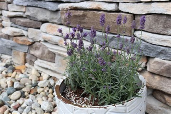 Does lavender grow well in pots?