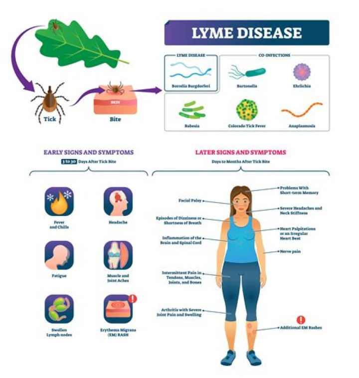 Does Lyme disease shorten life?