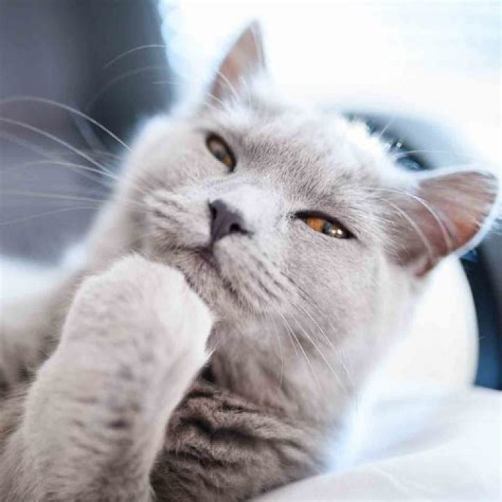 Does my cat think I am a cat?