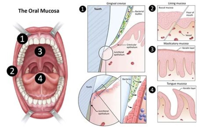 Does oral mucosa grow back?
