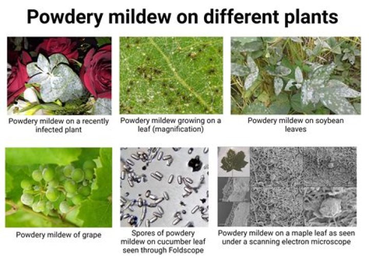 Does powdery mildew stay in the soil?