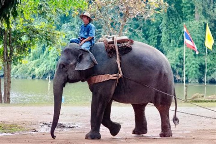 Does riding an elephant hurt them?