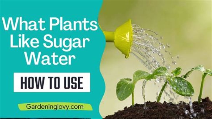 Does sugar water make plants grow faster?