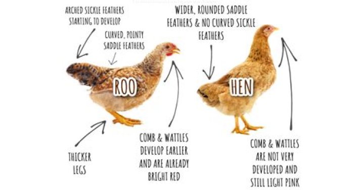 Does the hen or rooster determine breed?