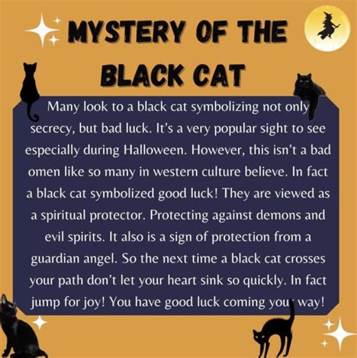 Does two black cats mean?
