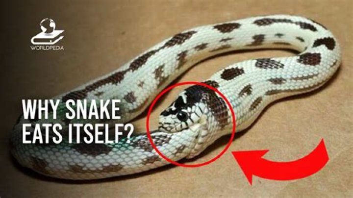 Has a snake ever eaten its owner?