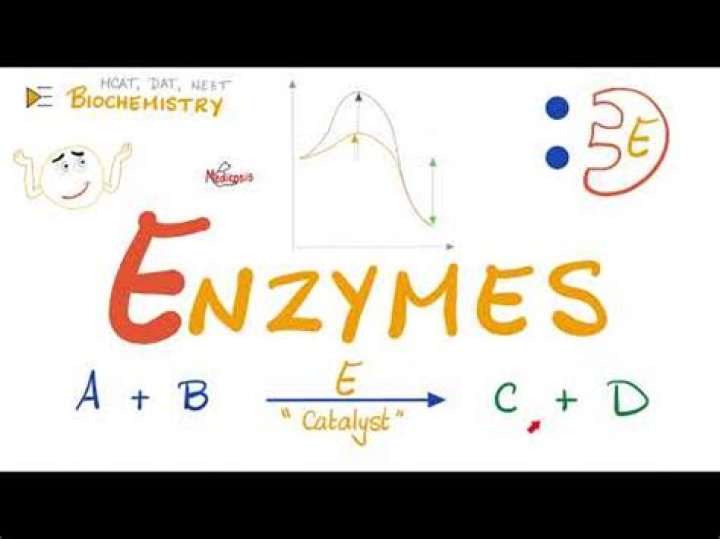 How are enzymes and chemical catalysts different?