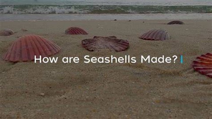 How are seashells born?