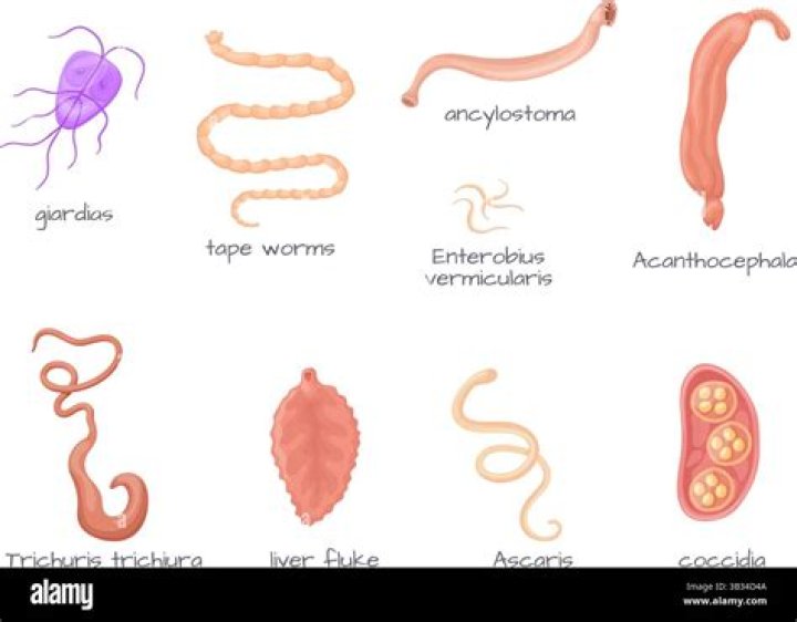 How are worms diagnosed in humans?