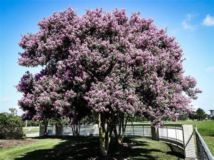 How big do myrtle trees get?