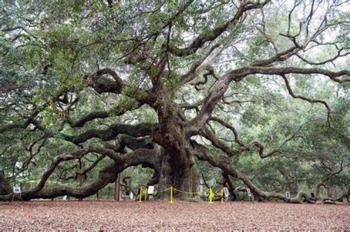 How big is a 10 year old oak tree?