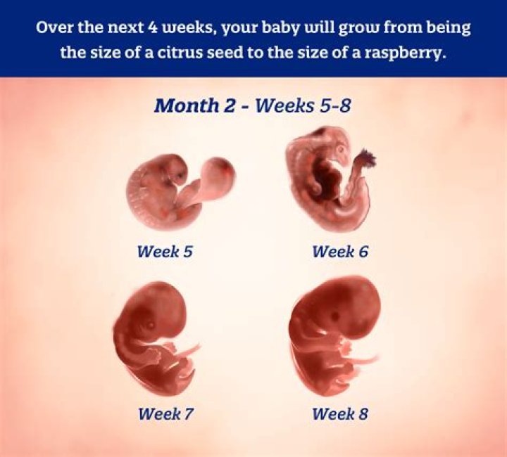 How big is a 2 month old fetus?