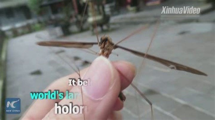 How big is the biggest mosquito in the world?