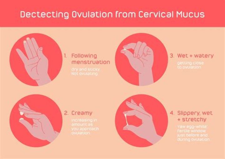 How can I bring on ovulation?