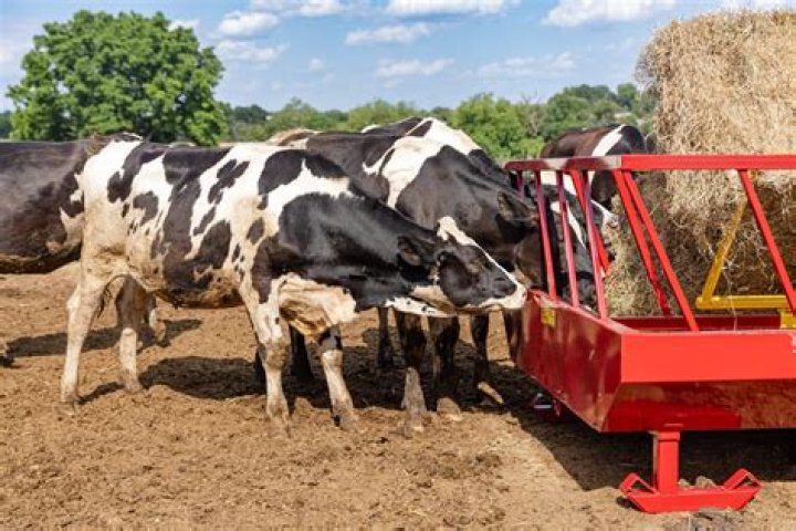How can I make cattle feed for cheap?