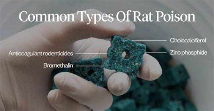How can I poison a mouse?