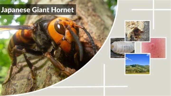 How can you tell a giant hornet?