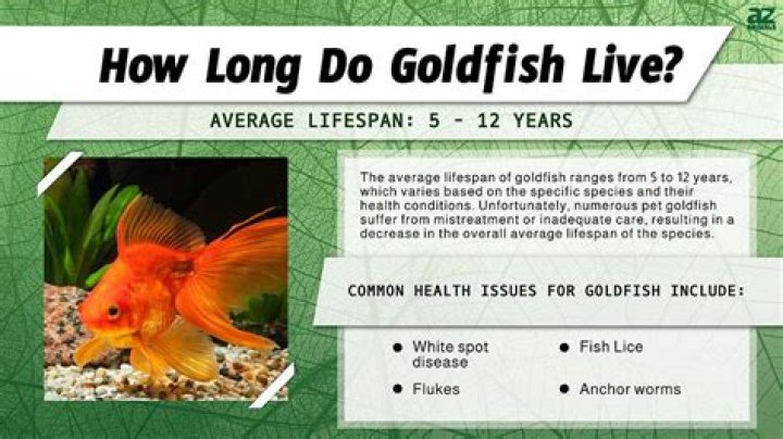 How can you tell how old a goldfish is?