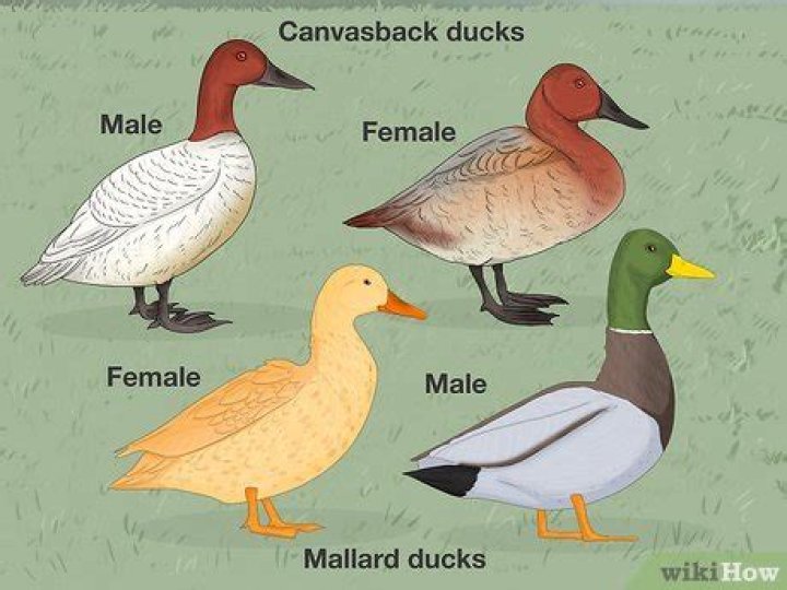 How can you tell if a duck is happy?