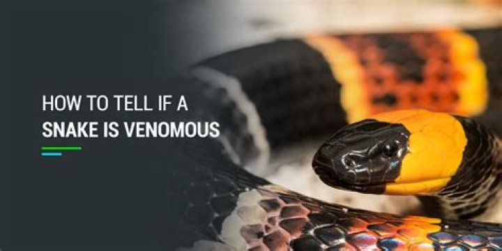 How can you tell if a gambler is lying?