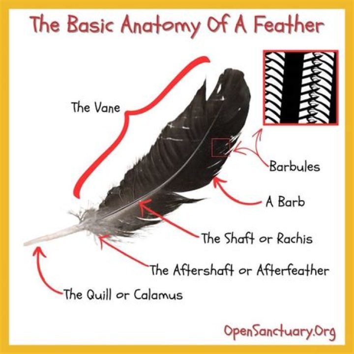 How can you tell if feathers are cruelty free?
