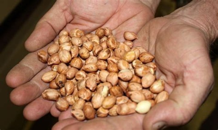 How can you tell if peanuts are aflatoxin?