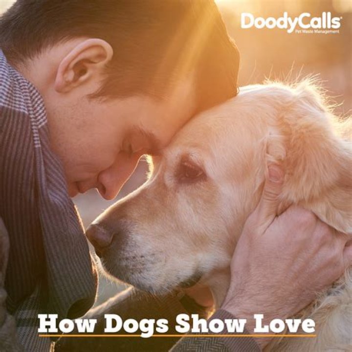 How do dogs show they trust you?