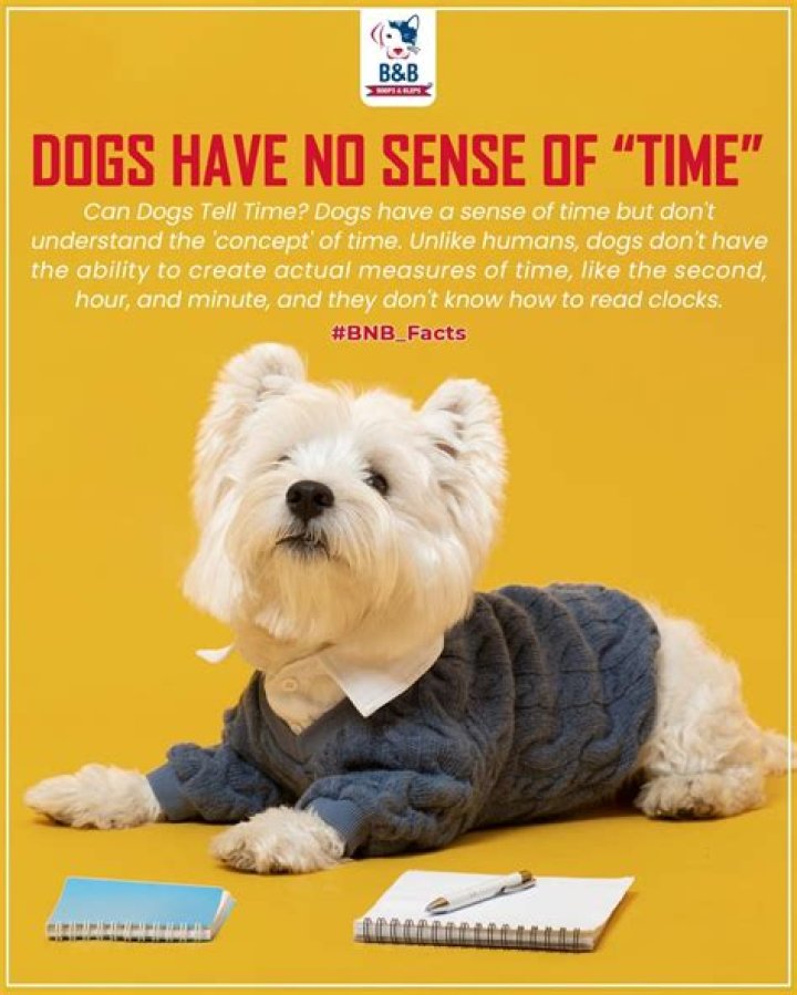 How do dogs tell time?