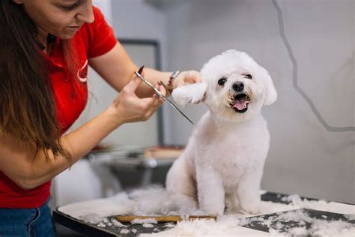 How do groomers Deshed dogs?