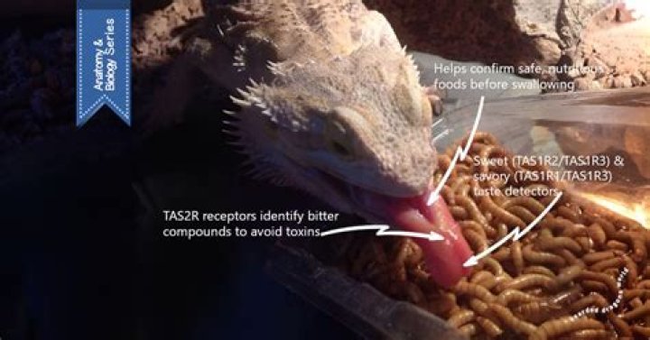 How do I discipline my bearded dragon?