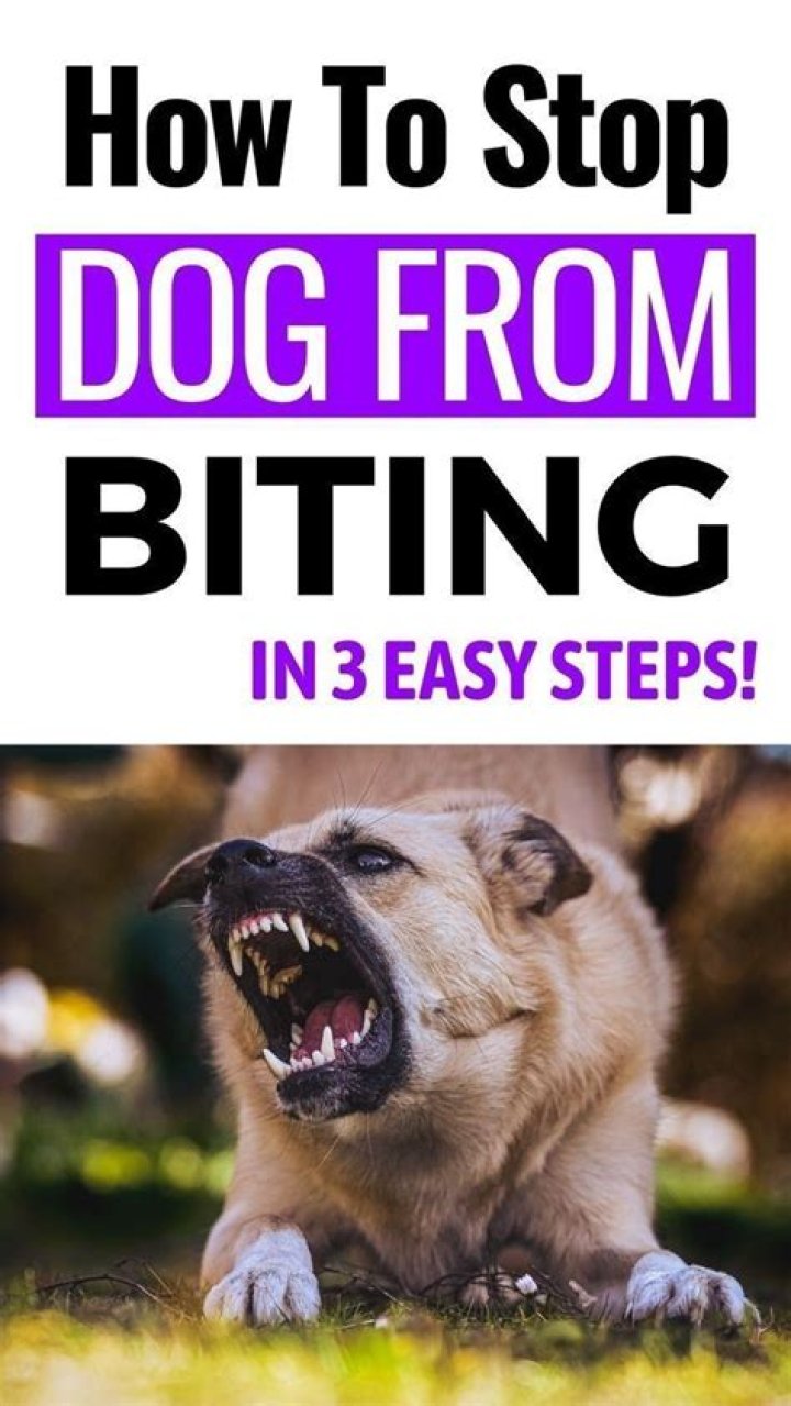 How do I get my 6 month old dog to stop biting?