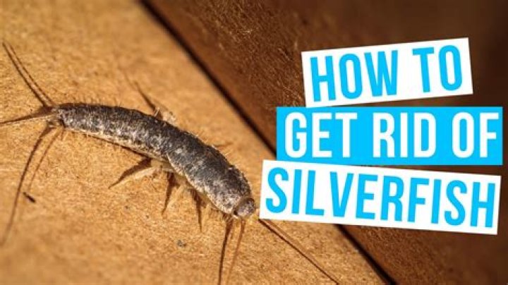 How do I get rid of silverfish in my bed?