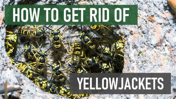 How do I get rid of yellow jackets when I can't find the nest?