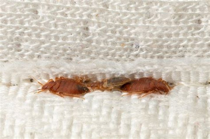 How do I keep bed bugs from climbing up my bed?