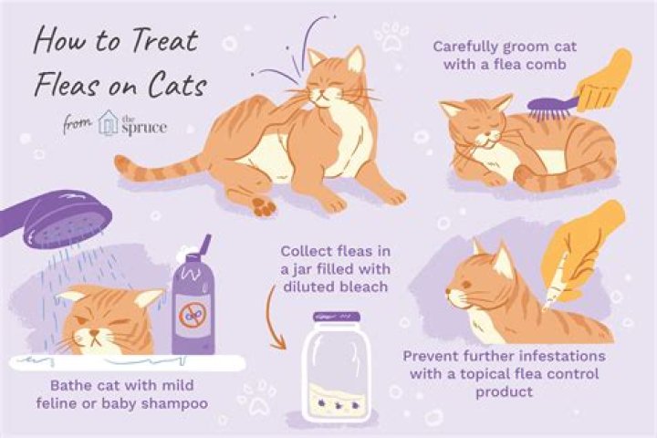 How do I know if my cat has schizophrenia?
