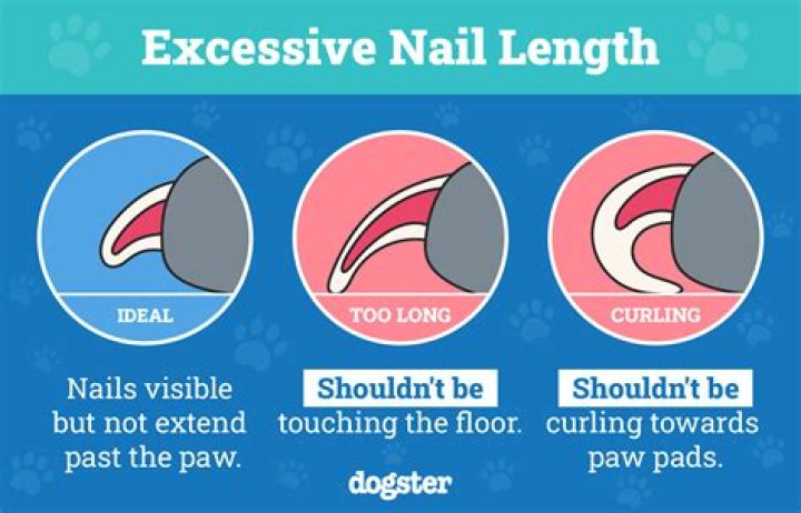 How do I know if my dog is bonded to me?
