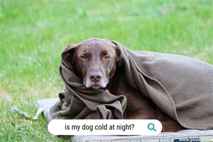 How do I know if my dog is cold?
