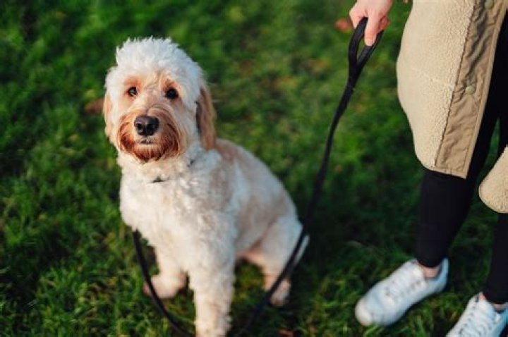 How do I know if my dog is lonely?
